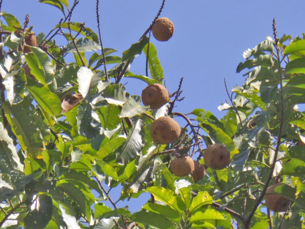 Pesquisa da Empaer avalia que enxertia da Castanha-do-Brasil tem bons resultado com o cultivo no solo