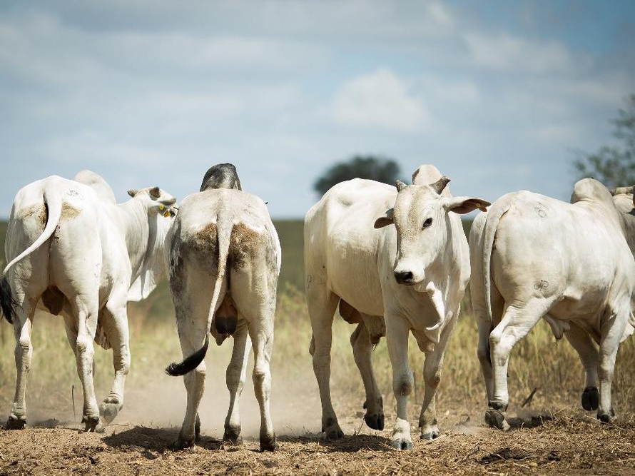 MT registra reduo no nmero de animais abatidos e diminuio do valor pago pela indstria ao pecuarista 