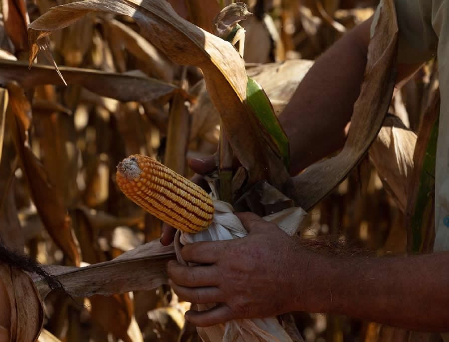 Codem aprova investimentos de R$ 387 milhes em linhas de crdito para produtores rurais e empresrios de MT