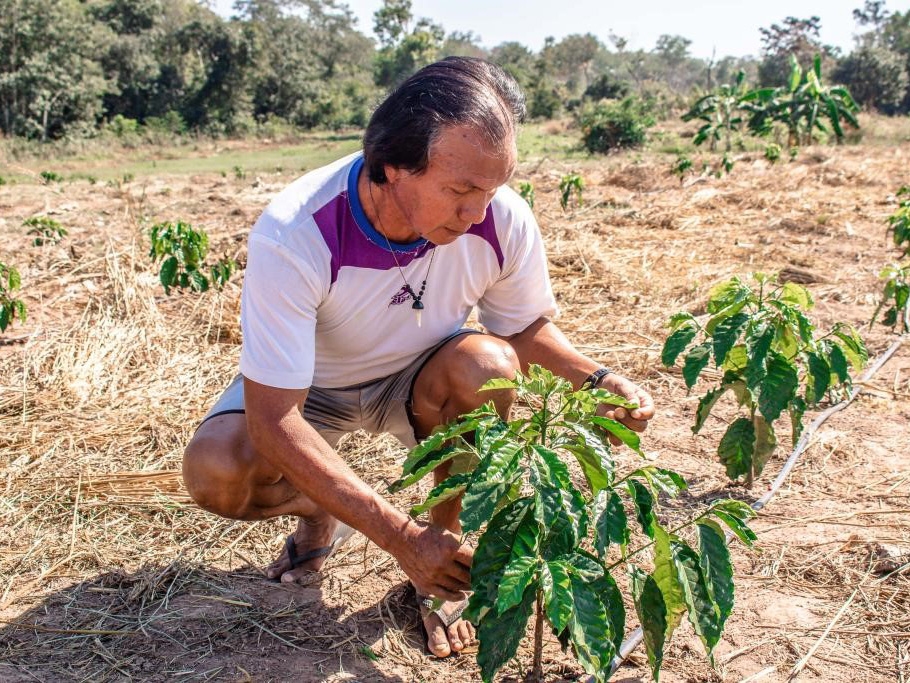 Com incentivo do Estado, indgenas ingressam no cultivo do caf 