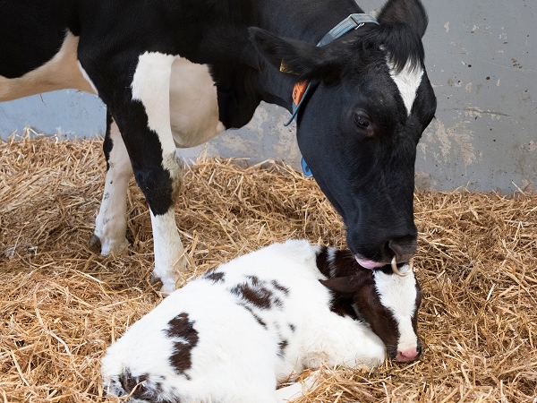 Ps-parto de vacas leiteiras enfrenta desafios nutricionais. Ao rpida  o segredo para recuperao