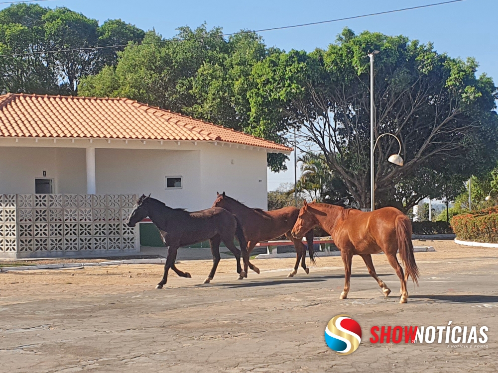 Animais soltos nas ruas de Juara oferecem riscos e causam acidentes.