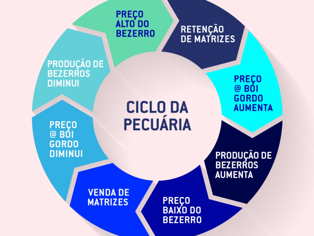 Acrimat explica como funciona o ciclo pecurio do gado de corte