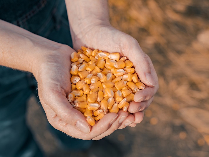 Queda de produtividade no agronegcio  analisada por Carlos Csar Floriano