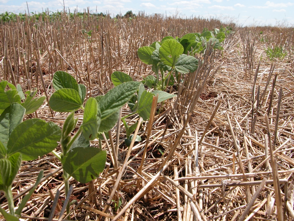 Plantio Direto potencializa sequestro de carbono e contribui para a conservao ambiental