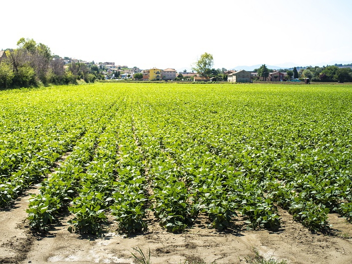 Carlos Csar Floriano comenta sobre consumo de vegetais no Brasil