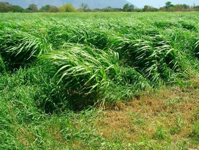 Trabalhador  ferido com tiro na cabea, por supostos grileiros de terra em fazenda do interior de Juara.