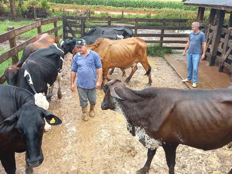 Mato Grosso aposta em melhoramento gentico para aumentar a produo leiteira 