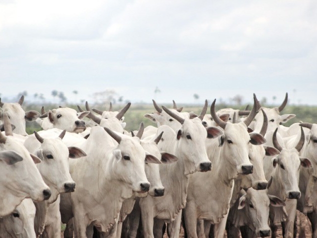 Sucesso do ciclo reprodutivo das vacas de corte depende do escore ao parto e estao de monta