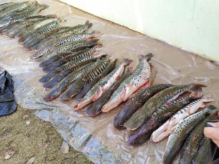 Sema apreende mais de 2,6 mil kg de pescado ilegal e aplica R$ 318 mil em multas 