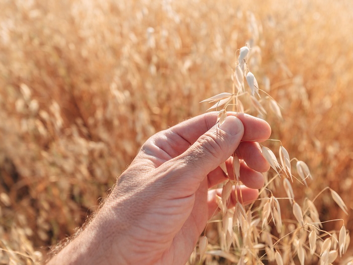 Carlos Csar Floriano informa sobre os principais riscos climticos para o cultivo da aveia