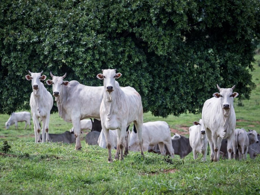 Pecuria de Mato Grosso quebra novo recorde e rebanho atinge 32,7 milhes de cabeas 