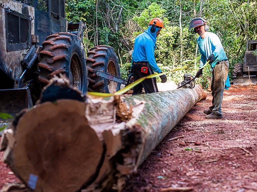 Perodo de proibio de explorao dos planos de manejo sustentvel vai at 1 de abril 