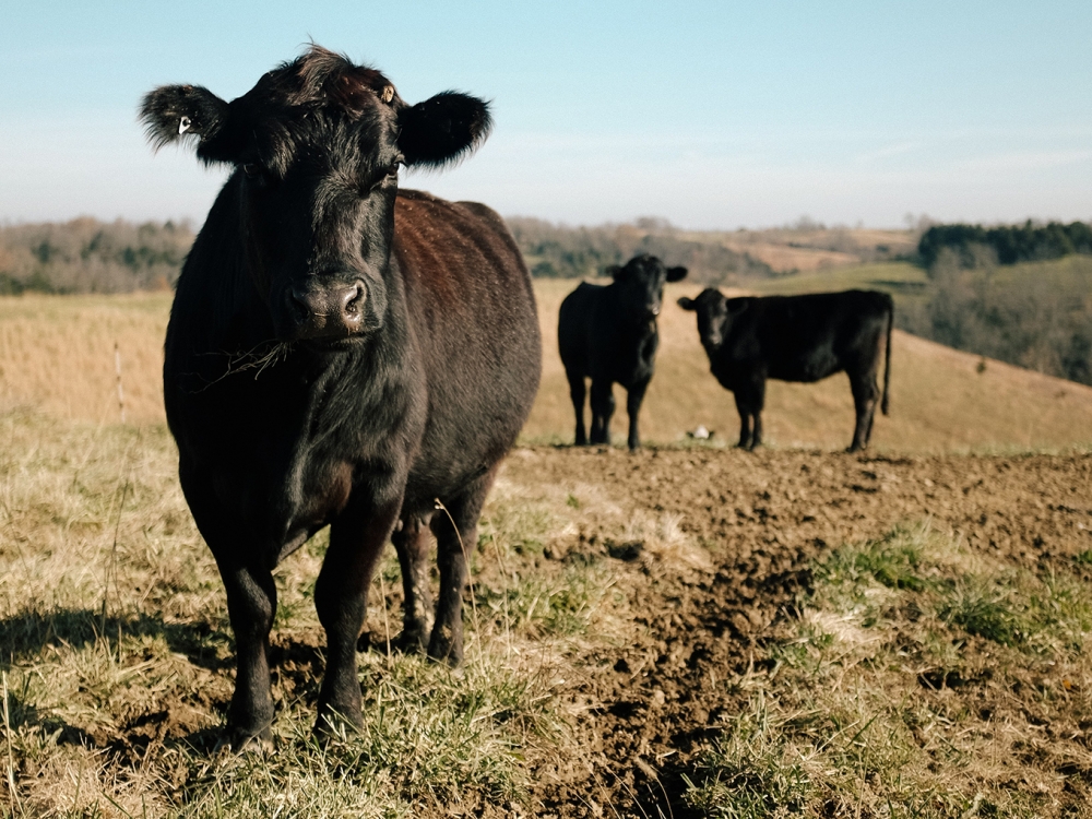 Temperaturas altas e umidade representam o ambiente perfeito para carrapatos, que causam prejuzo bilionrio  pecuria