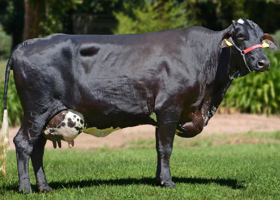 Governo de Mato Grosso prorroga inscries do edital de fomento  bacia leiteira 