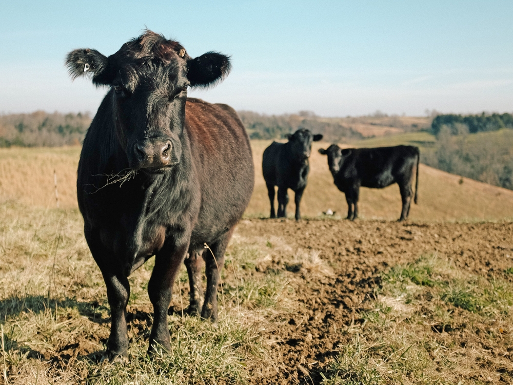 Temperaturas altas e umidade representam o ambiente perfeito para carrapatos, que causam prejuzo bilionrio  pecuria