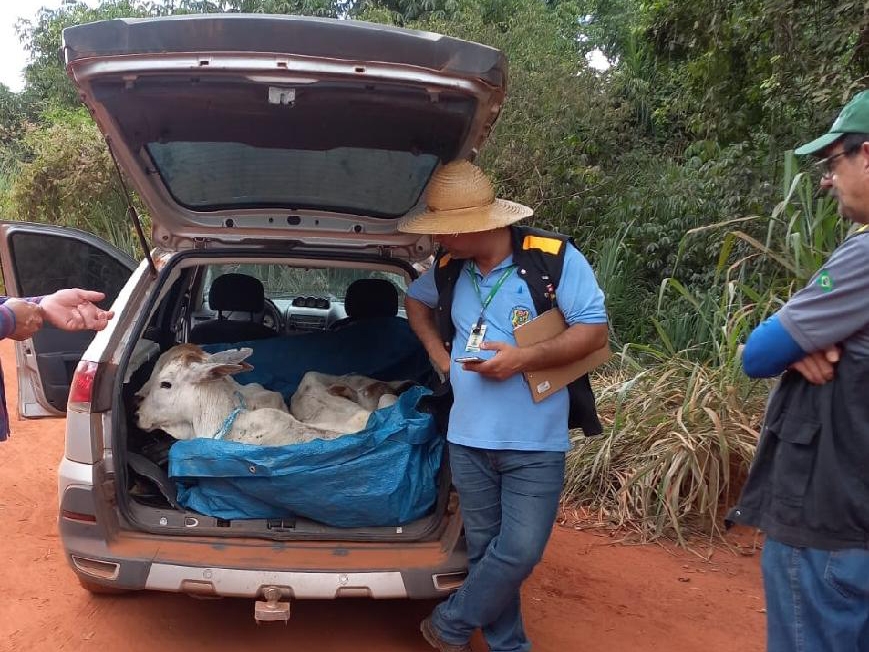 Fiscais flagram homem transportanto bezerros em porta-malas de carro e sem documento sanitrio 