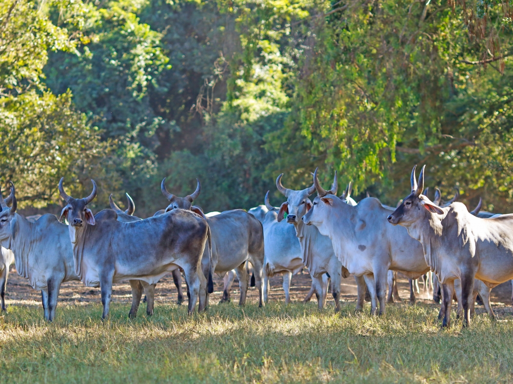 Pequena no tamanho e gigante no prejuzo: mosca-dos-chifres aterroriza os pecuaristas brasileiros