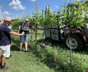 Produtores de erva-mate conhecem potencial da capina eltrica