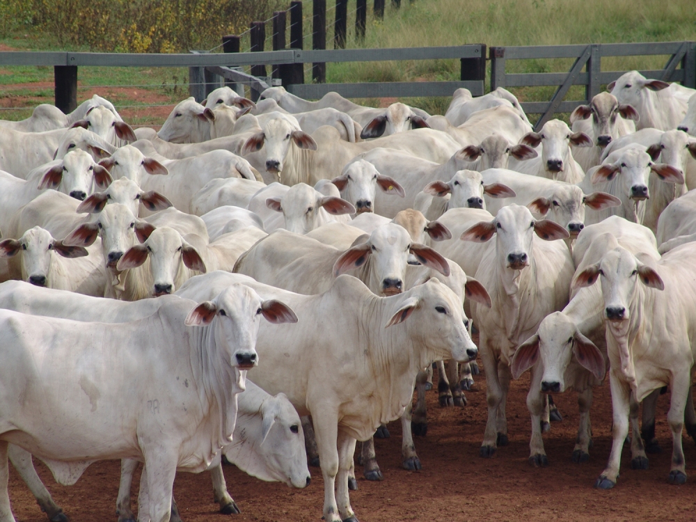 Controle de parasitas  fundamental para sade do gado e o lucro da fazenda 