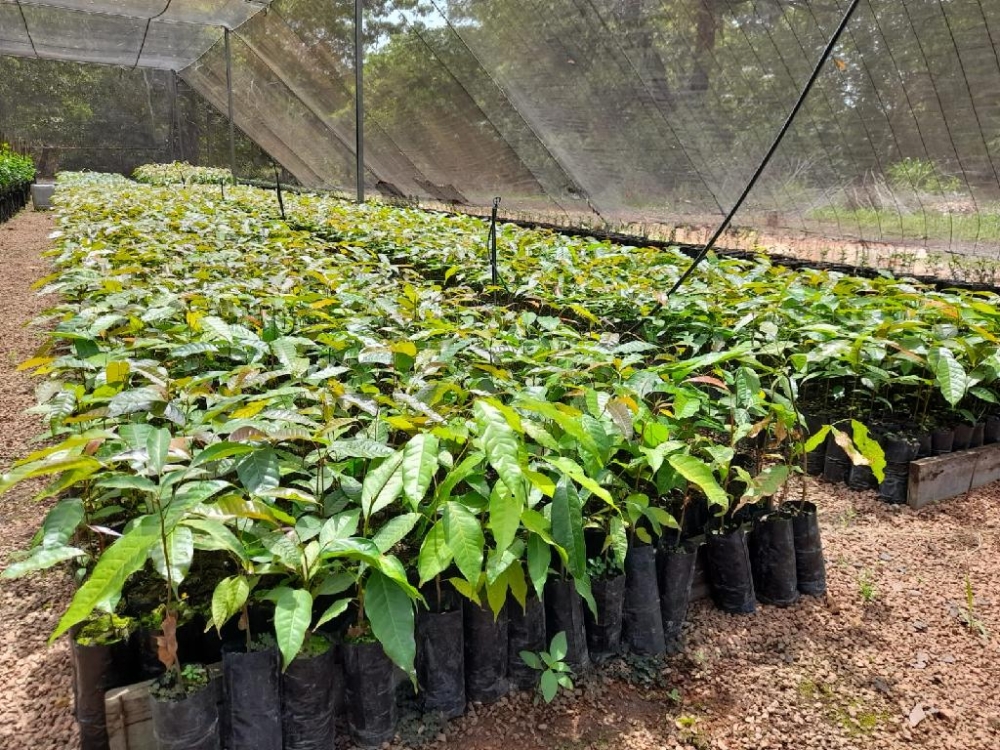 Empaer produz mudas de mogno africano e plantas nativas para arborizar diversas reas de MT 