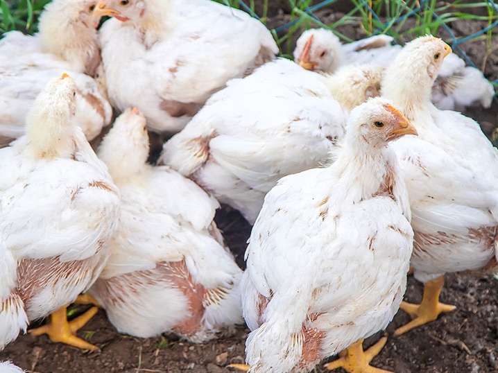 Influenza em aves na Colmbia deixa o Ministrio da Agricultura, Pecuria e Abastecimento em estado de ateno