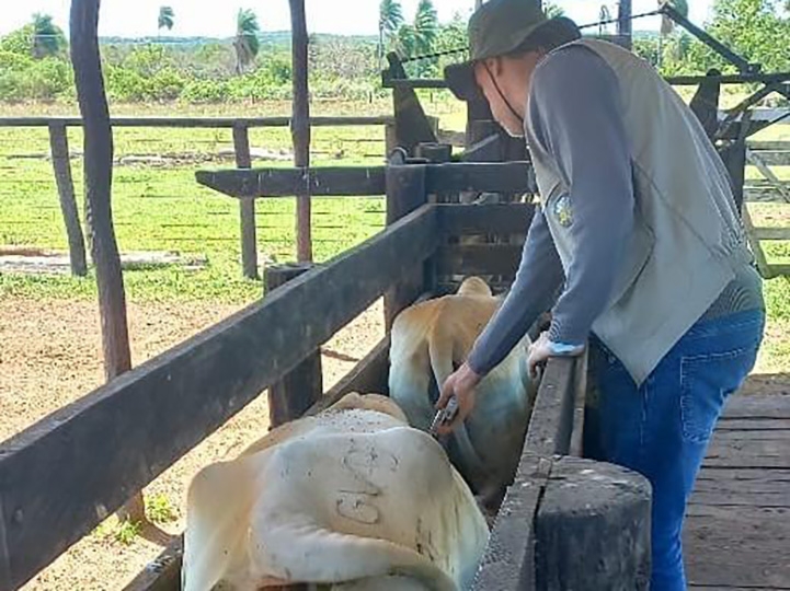 Indea e parceiros promovem evento para celebrar ltima vacinao em Mato Grosso 