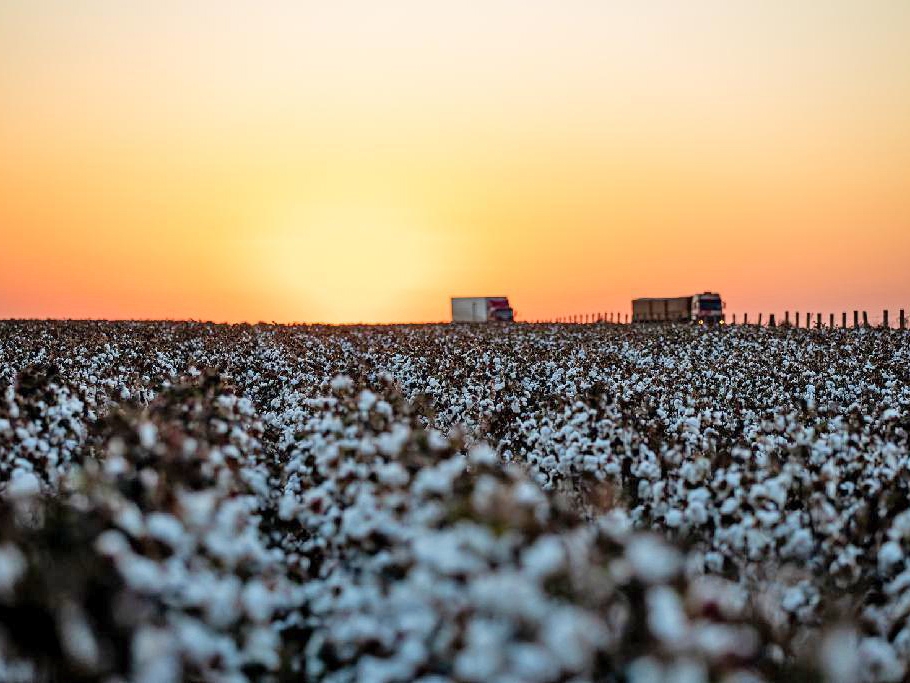 Plantio de algodo atinge 3,61% da rea plantada em Mato Grosso