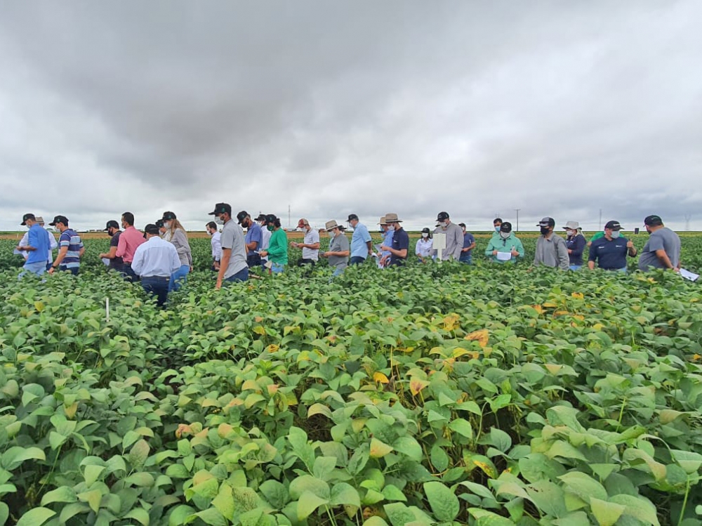 Dias de campo da Fundao MT difundem informaes estratgicas para a safra de soja