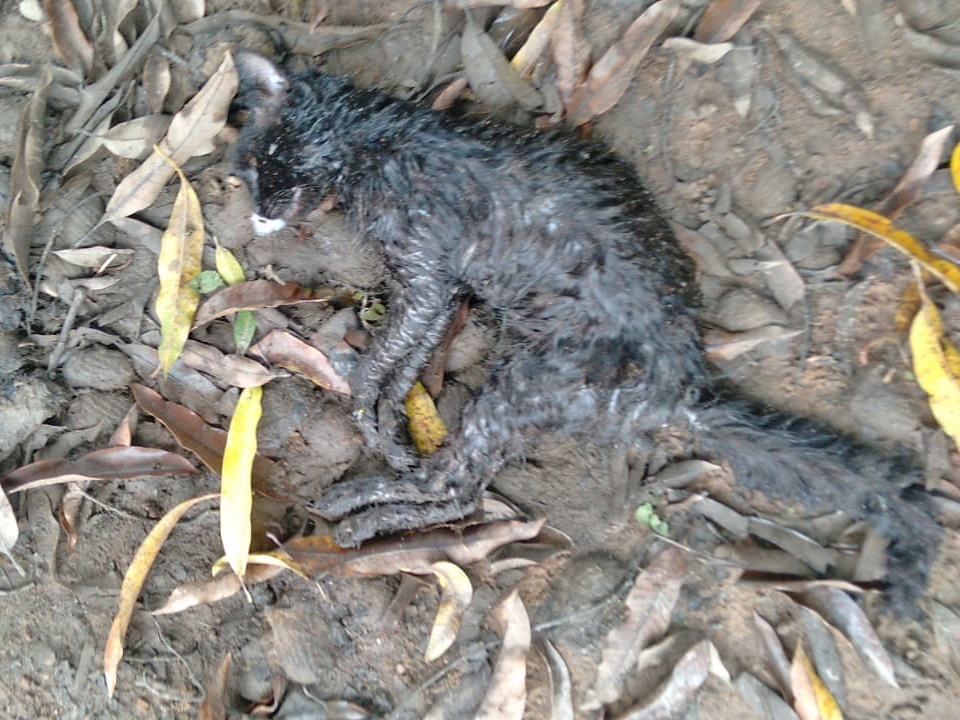 Animais domsticos de estimao continuam sendo mortos de maneira criminosa em Juara.