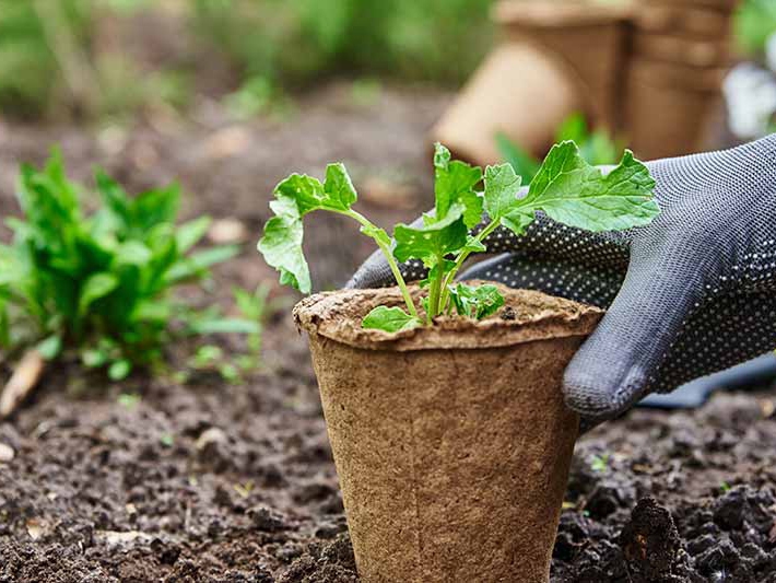 Defesa agropecuria  avaliada pelo CEO do Grupo VMX