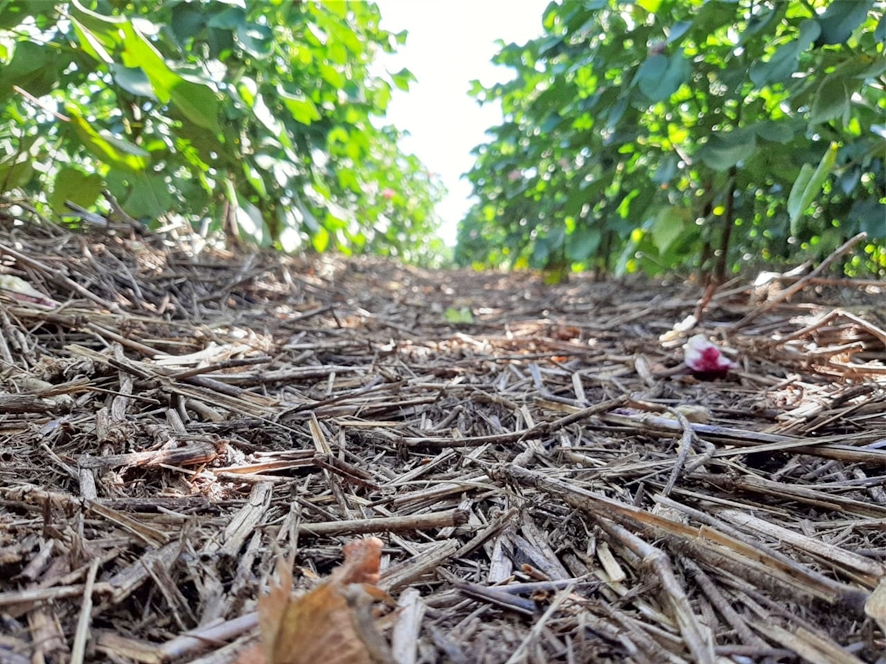 Estudos apoiados pelo REM MT identificam impactos da produo diversificada no Cerrado