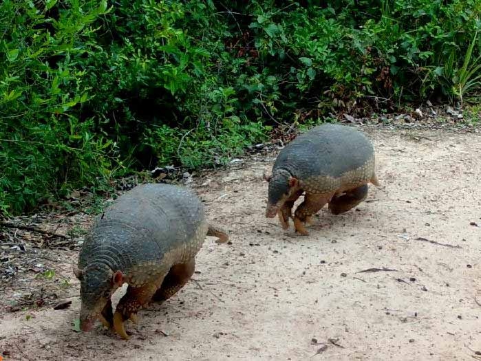 Ameaados de extino, tatus-canastra so flagrados por cmera de monitoramento da Sema-MT; veja vdeo 