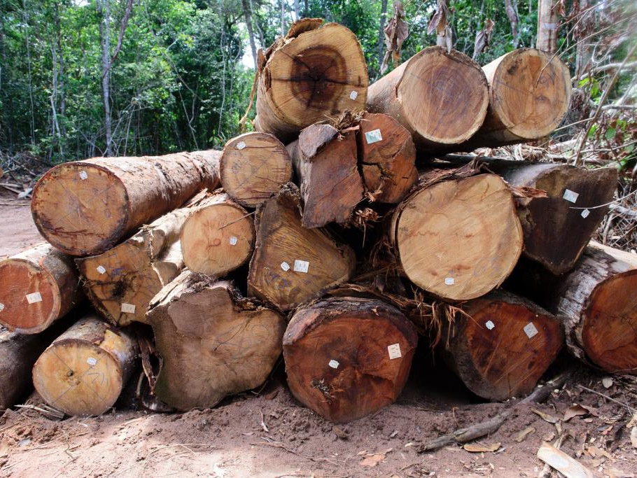 Perodo proibitivo para explorao do manejo sustentvel comea nesta quarta-feira (1) 