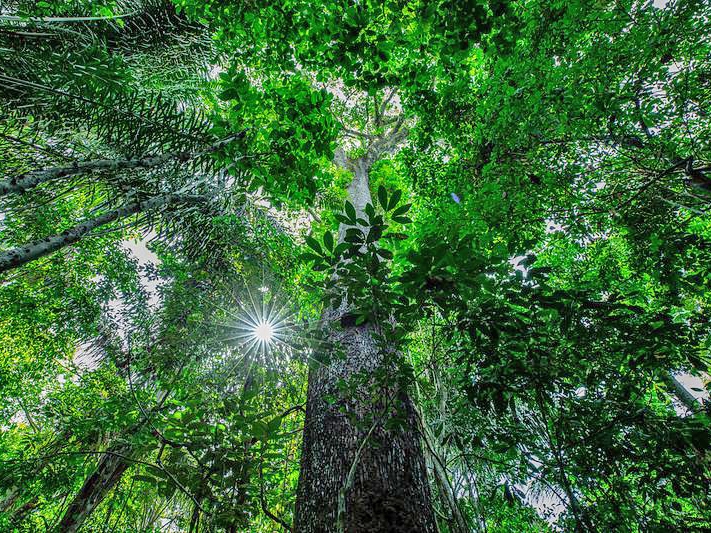 Empreendedores do setor florestal precisam se recadastrar em sistema da Sema-MT