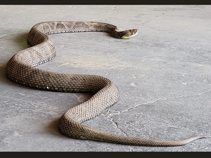 Pecuarista de Juara  hospitalizado aps ser picado por cobra jararaca.