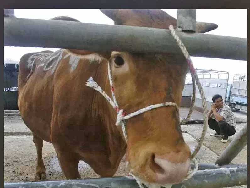 Ministrio da Agricultura confirma caso de mal da vaca louca e suspende exportao de carne para a China