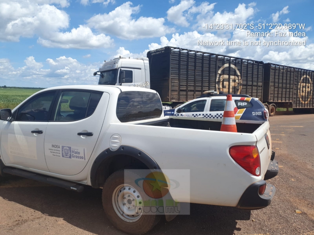 Caminho com carregamento de boi  autuado durante fiscalizao do Indea