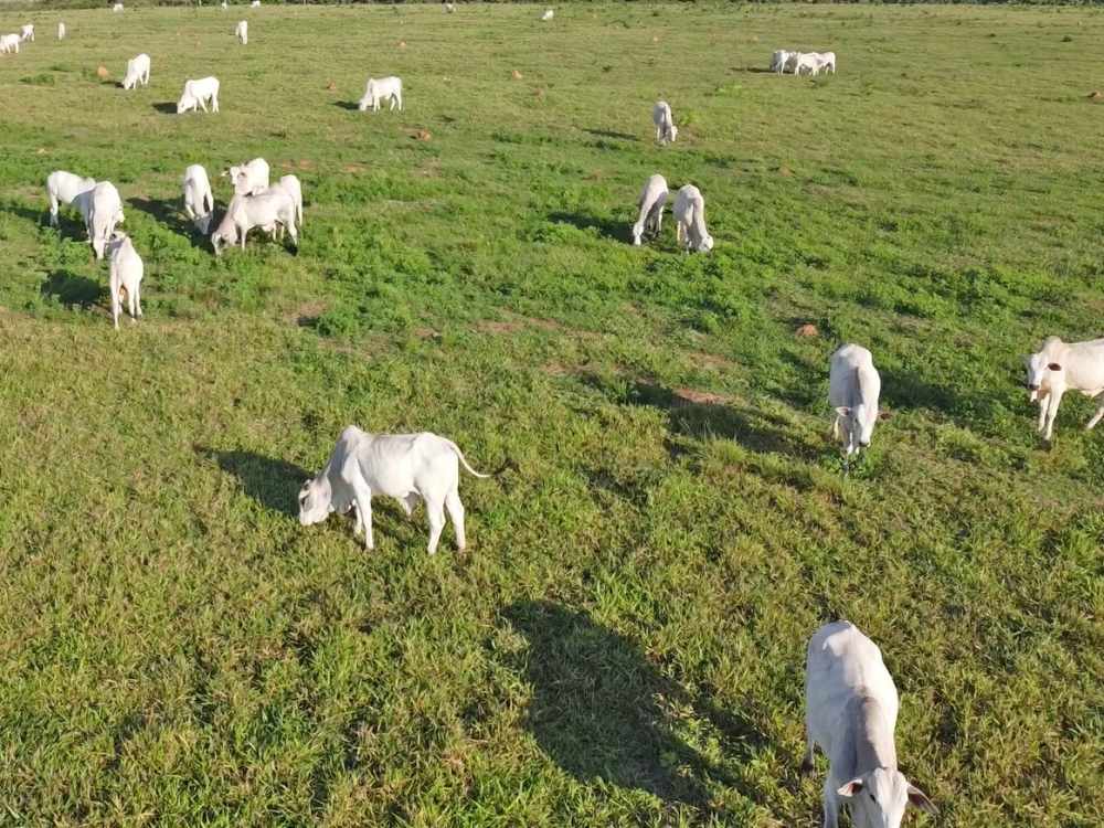 Mesmo com a chegada da agricultura, Juara volta a ultrapassar a marca de 1 milho de cabeas de gado