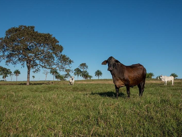 Mapeamento indito mostra qualidade das reas de pastagem de Mato Grosso