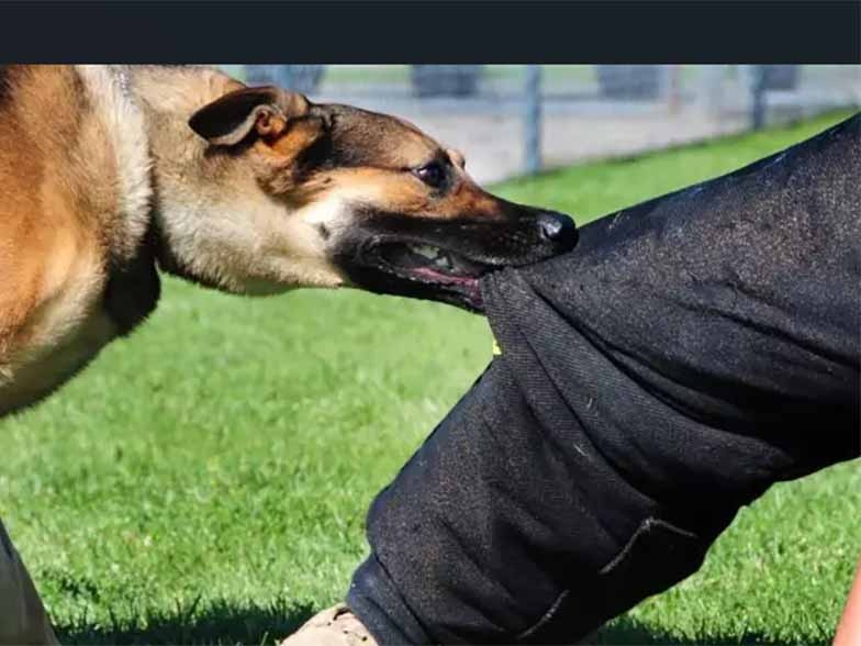 Homem pula muro de residncia para se esconder da PM e  atacado por cachorro no centro de Juara.