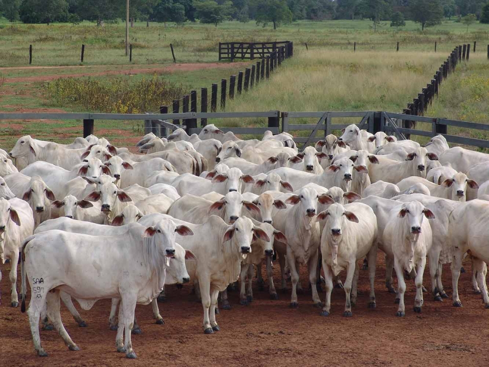 Sistema integrado ajuda pecuaristas na gesto