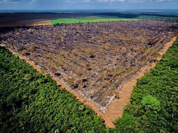 No radar de desmatamento, Mato Grosso obtm melhor resposta de fiscalizao do pas