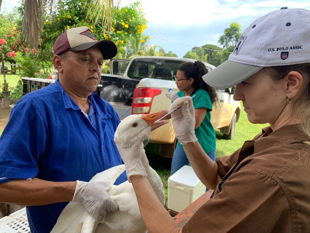 Indea colhe mais de trs mil amostras para acompanhar sanidade de aves em Mato Grosso