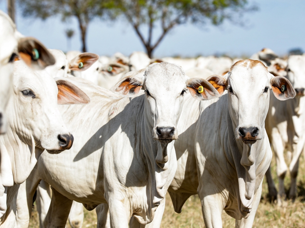 Pesquisa comea a medir a emisso de metano em bovinos em Mato Grosso