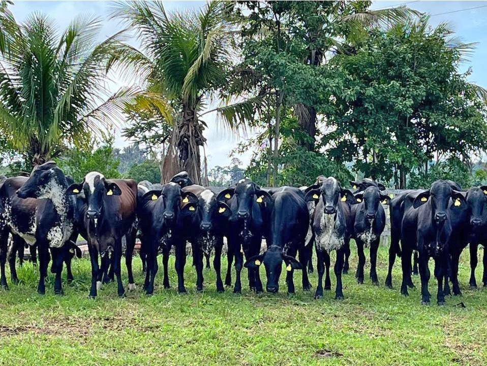  Governo de MT entrega hoje, 04/04, novilhas para produtores do Norte do Estado