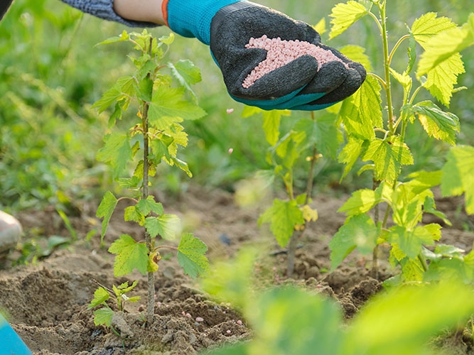 Diminuio no valor dos fertilizantes deve refletir em mais alimentos na mesa dos brasileiros