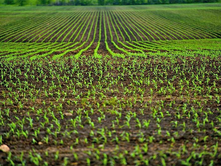 Produo agropecuria atinge valor recorde R$ 1,249 trilho em 2023, impulsionada por safra de milho e soja