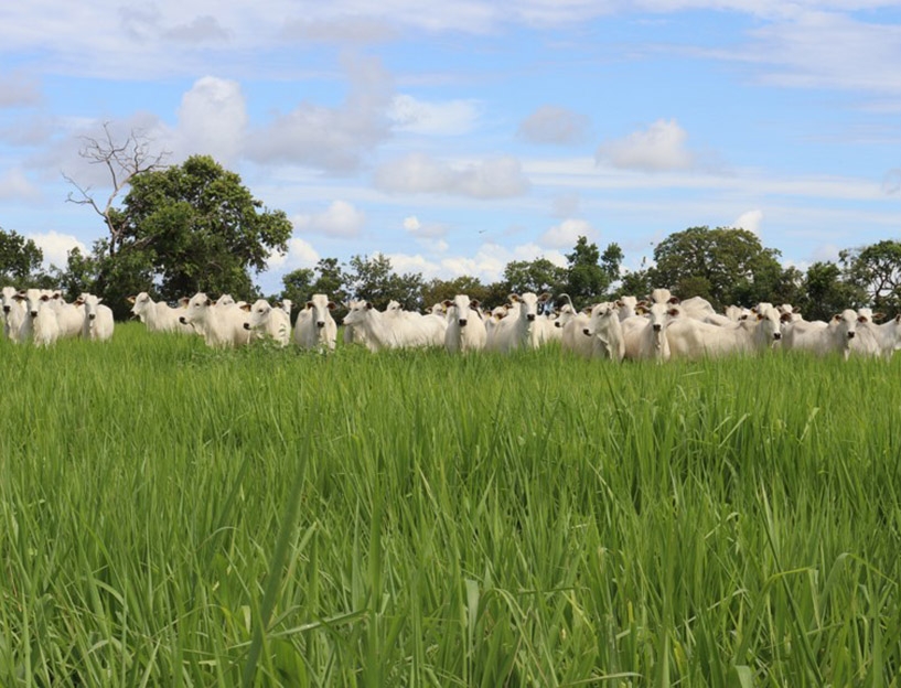 Manejo adequado das pastagens pode reduzir 25% dos custos na pecuria