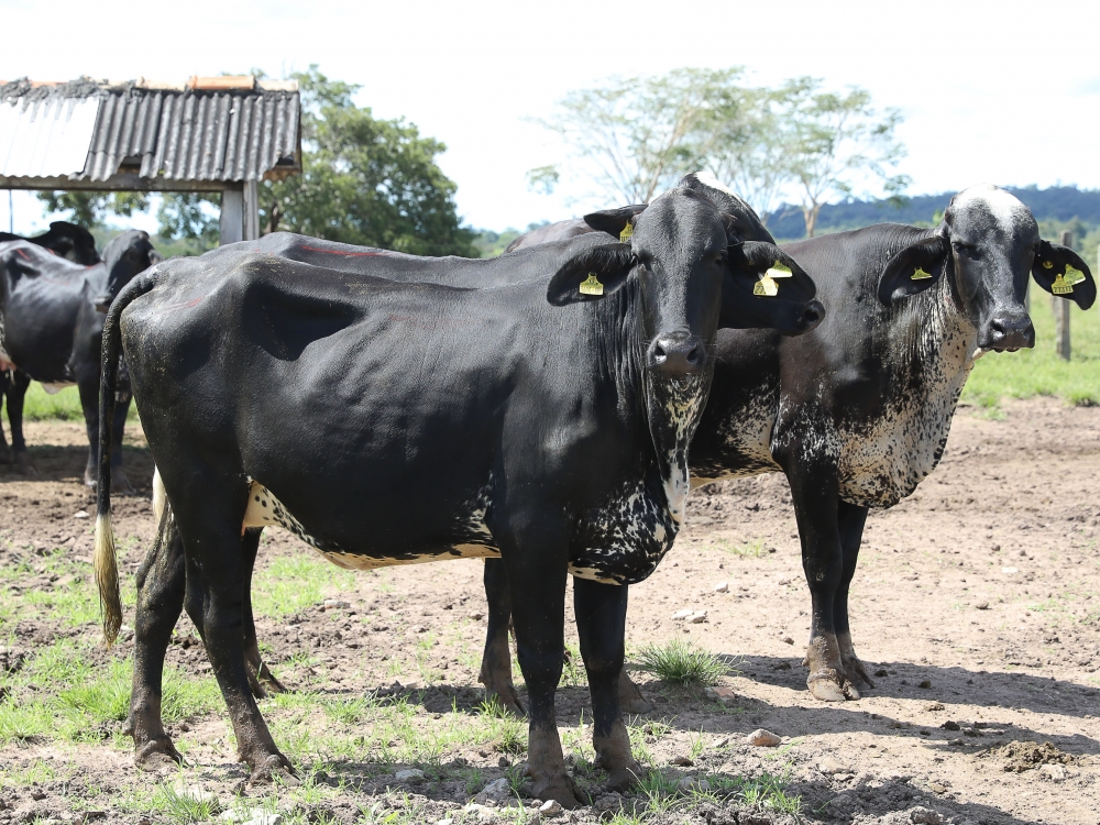 Governo de MT abre inscries para programa de melhoramento gentico do rebanho leiteiro